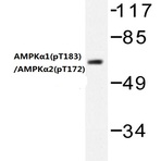 p-AMPK(alpha)1/2 (T183/172) pAb