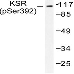 p-Ksr-1 (S392) pAb