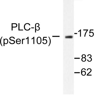 p-PLC (beta)3 (S1105) pAb