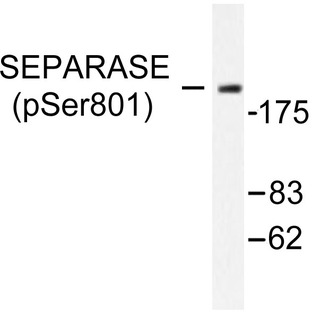 p-Separase (S801) pAb