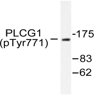 p-PLC (gamma)1 (Y771) pAb