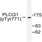 p-PLC (gamma)1 (Y771) pAb