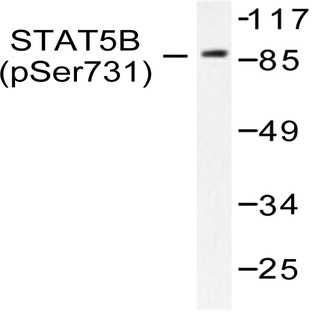 p-Stat5 (S726/731) pAb