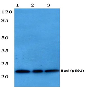 p-Bad (S91) pAb