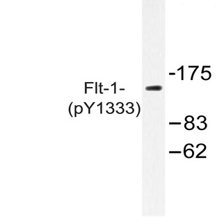 p-VEGFR1/Flt-1 (Y1333) pAb