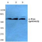 p-c-Fos (S362) pAb