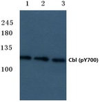 p-Cbl (Y700) pAb