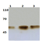 p-IkB-(beta) (T19) pAb