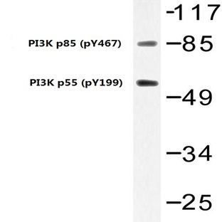  p-PI3K p85 (Y467)/p55 (Y199) pAb