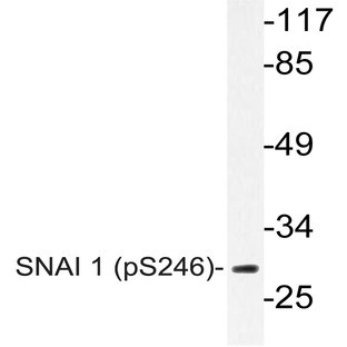 p-SNAI 1 (S246) pAb