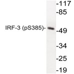 p-IRF-3 (S385) pAb