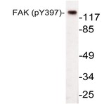 p-FAK (Y397) pAb