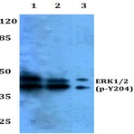 p-ERK1/2 (Y204) pAb