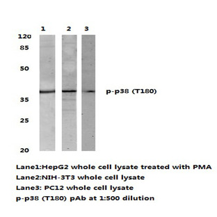 p-p38 (T180) pAb