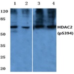 p-HDAC2 (S394) pAb