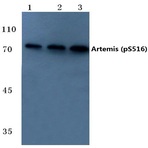 p-Artemis (S516) pAb