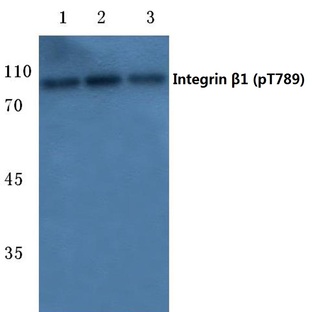 p-Integrin (beta)1 (T789) pAb