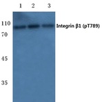 p-Integrin (beta)1 (T789) pAb