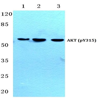 p-AKT (Y315) pAb