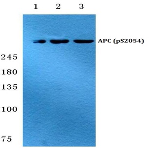 p-APC (S2054) pAb