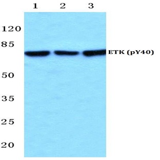 p-ETK (Y40) pAb