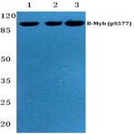 p-B-Myb (S577) pAb