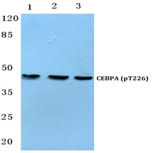 p-C/EBP (alpha) (T226) pAb