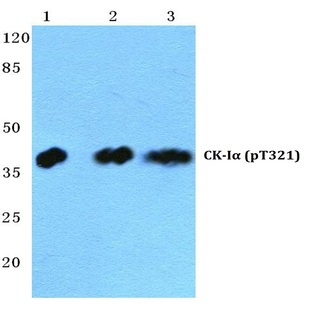 p-Casein Kinase I(alpha) (T321) pAb