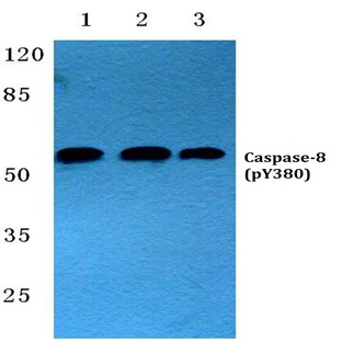 p-Caspase-8 (Y380) pAb