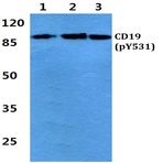 p-CD19 (Y531) pAb