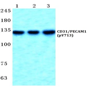 p-CD31/PECAM1 (Y713) pAb