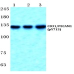 p-CD31/PECAM1 (Y713) pAb