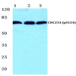 p-CDC25A (S124) pAb