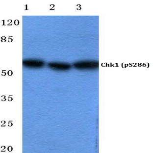 p-Chk1 (S286) pAb