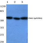 p-Chk1 (S286) pAb