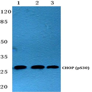 p-CHOP (S30) pAb