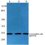 p-Crystallin-(alpha)B (S19) pAb