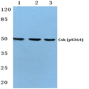 p-Csk (S364) pAb