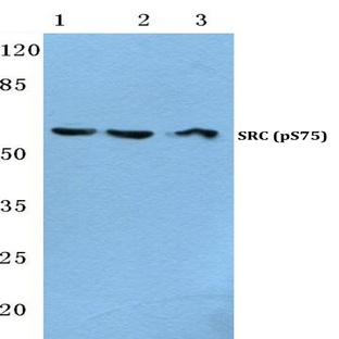 p-c-Src (S75) pAb