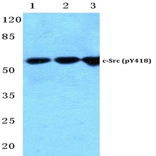 p-c-Src (Y418) pAb