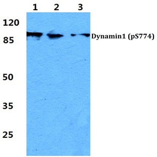 p-Dynamin-1 (S774) pAb