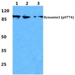 p-Dynamin-1 (S774) pAb