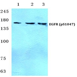 p-EGFR (S1047) pAb