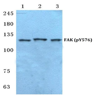 p-FAK (Y576) pAb