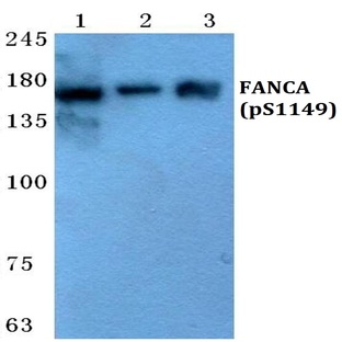 p-FANCA (S1149) pAb