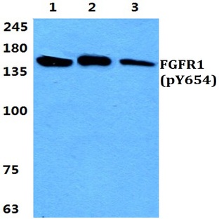 p-FGFR1 (Y654) pAb