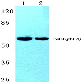 p-FoxO4 (T451) pAb