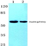 p-FoxO4 (T451) pAb