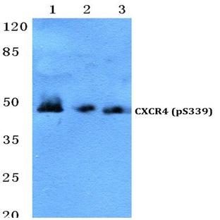 p-CXCR4 (S339) pAb