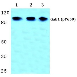 p-Gab1 (Y659) pAb